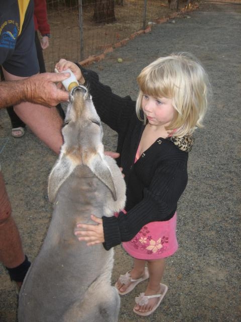 Annette feeding the roos