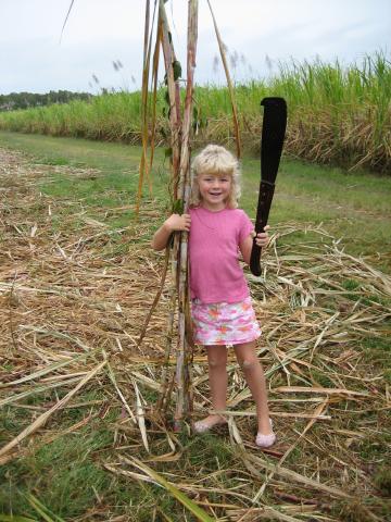 dom sugar cane