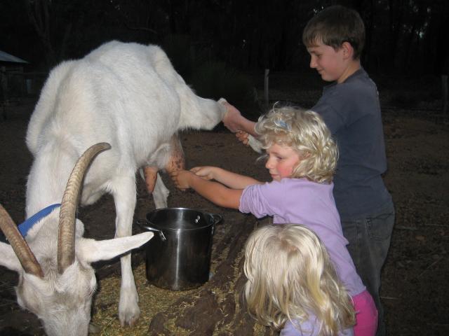 dom-goat milkomg