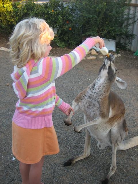 dom-kangaroo