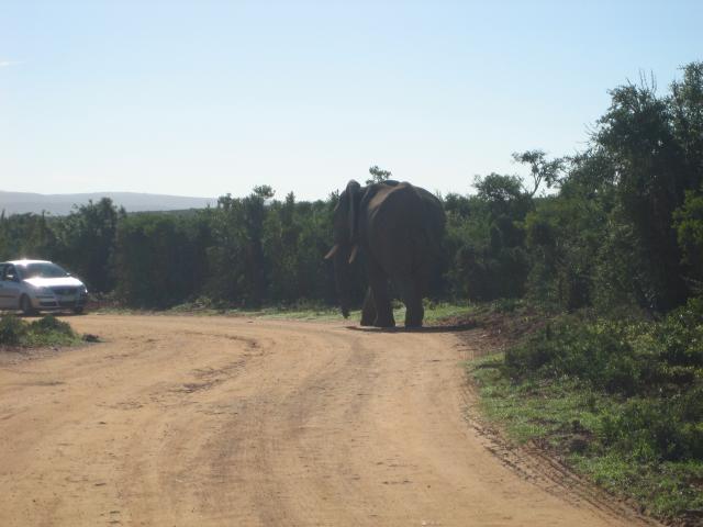Elephant_Road (34K)