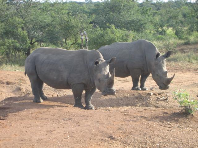 Honeyguide_Rhinos_2 (61K)