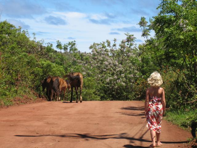 horses in the road