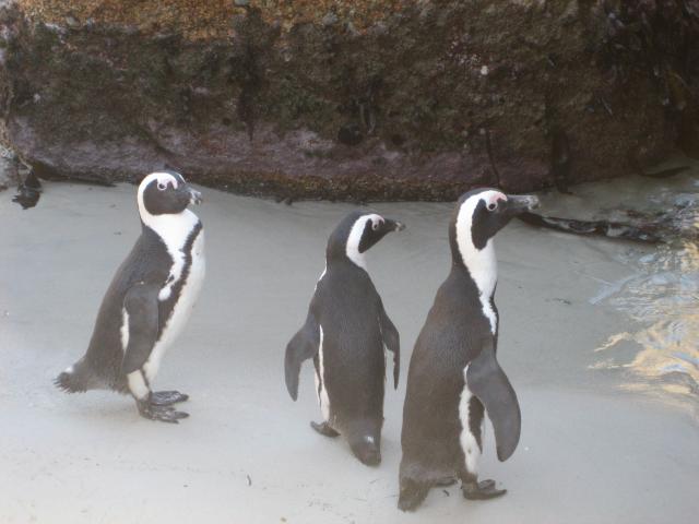 Penguins (34K)