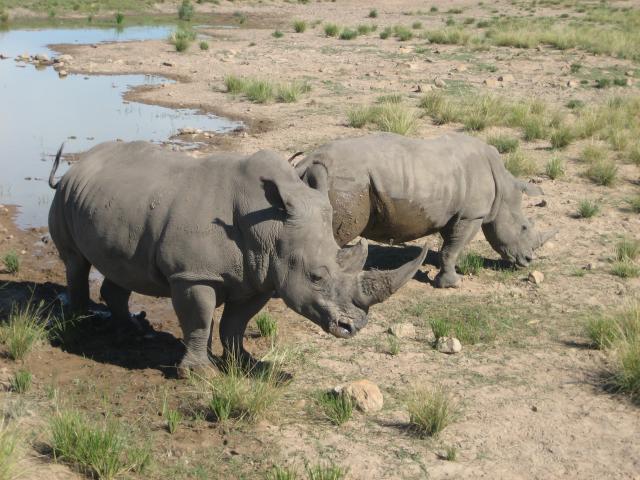 rhinos (61k)